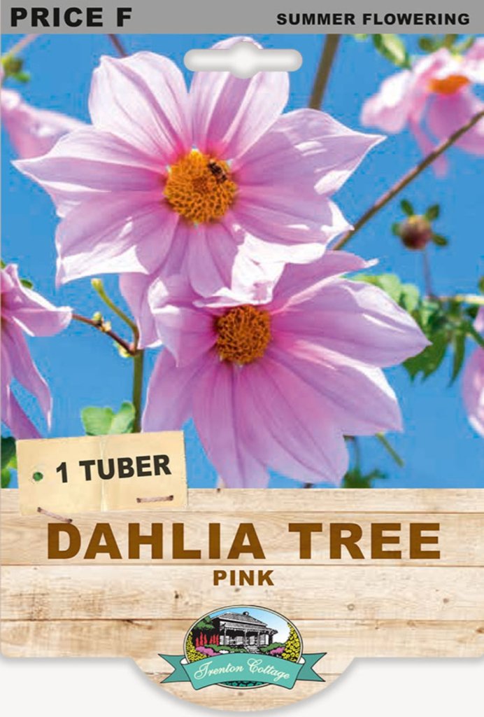 Tree Dahlia Pink (Pack of 1 Tuber) - Happy Valley Seeds