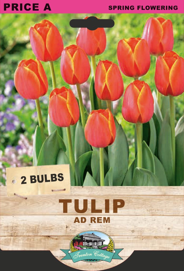 Tulip Ad Rem (Pack of 2 Bulbs) - Happy Valley Seeds