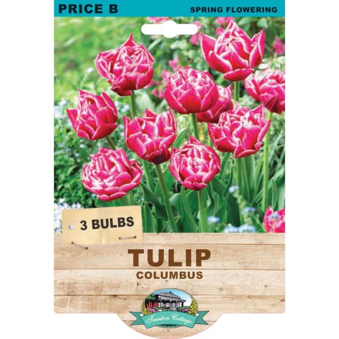 Tulip Columbus (Pack of 3 Bulbs) - Happy Valley Seeds