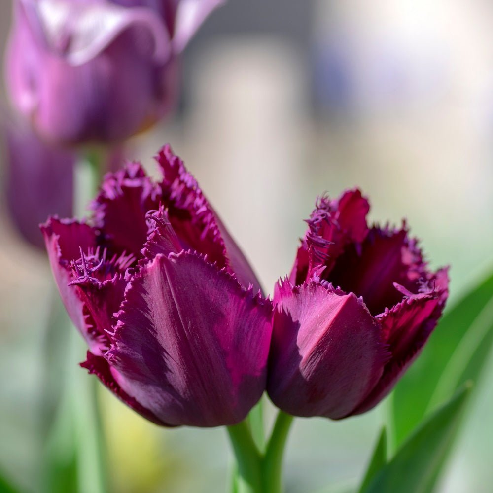Tulip Curly Sue (Pack of 3 Bulbs) - Happy Valley Seeds