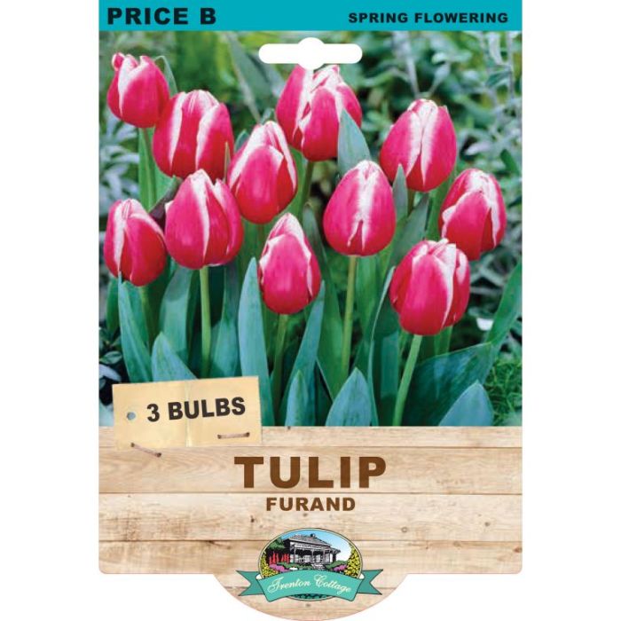 Tulip Furand (Pack of 3 Bulbs) - Happy Valley Seeds
