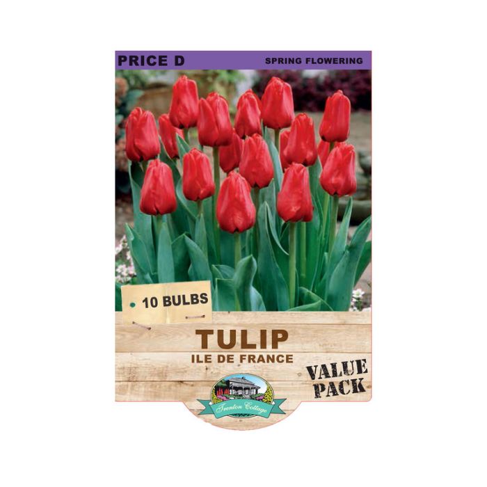 Tulip Ile De France (Pack of 8 Bulbs) - Happy Valley Seeds