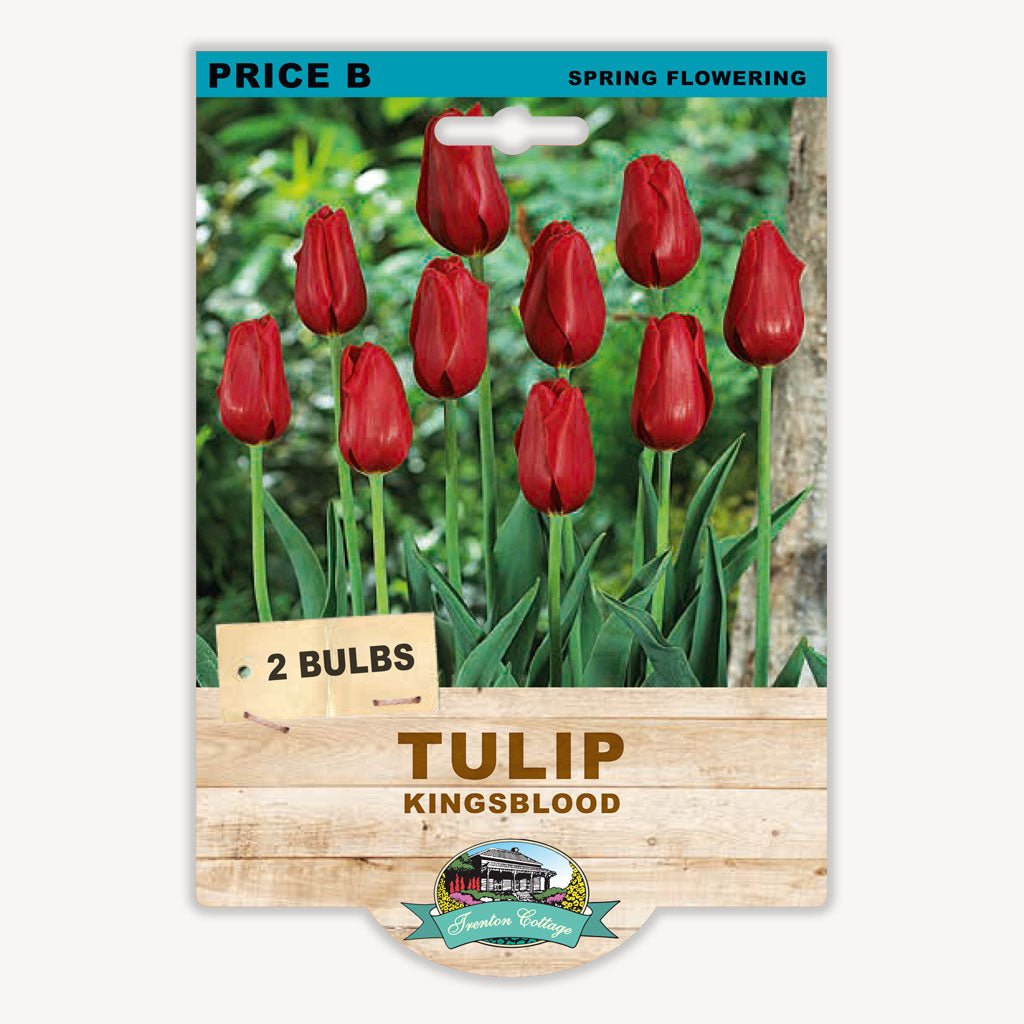 Tulip Kingsblood (Pack of 2 Bulbs) - Happy Valley Seeds