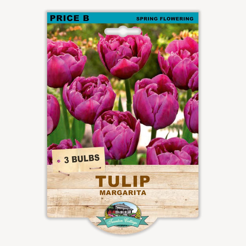 Tulip Margarita (Pack of 3 Bulbs) - Happy Valley Seeds