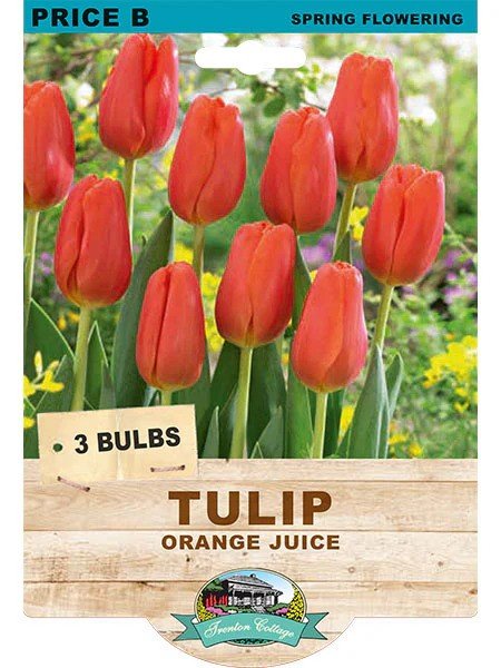 Tulip Orange Juice (Pack of 3 Bulbs) - Happy Valley Seeds