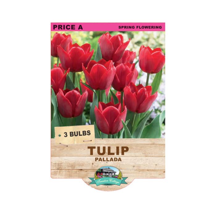 Tulip Pallada (Pack of 2 Bulbs) - Happy Valley Seeds