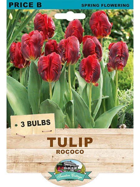 Tulip Rococo (Pack of 3 Bulbs) - Happy Valley Seeds