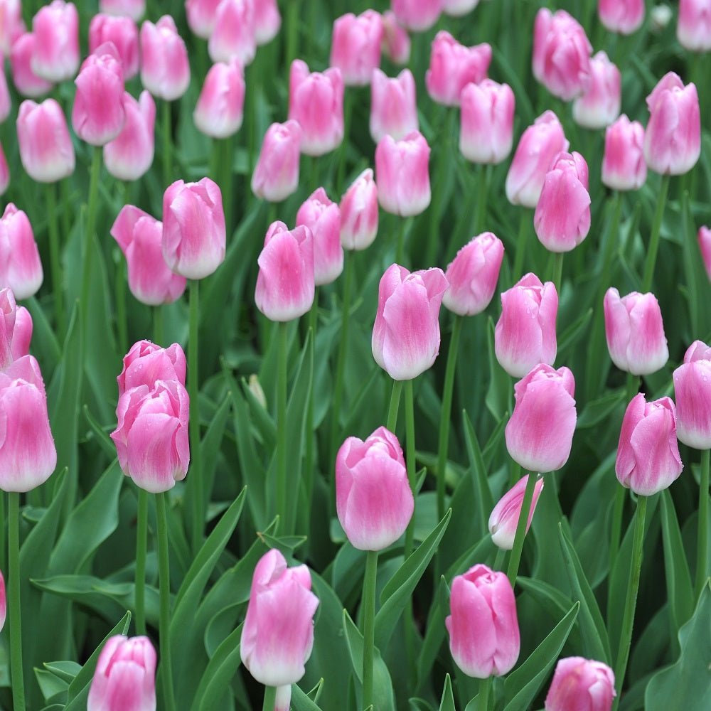 Tulip Royal Ten (Pack of 3 Bulbs) - Happy Valley Seeds