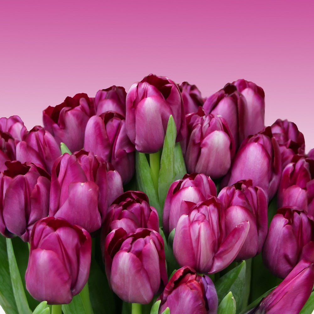 Tulip Saigon (Pack of 8 Bulbs) - Happy Valley Seeds