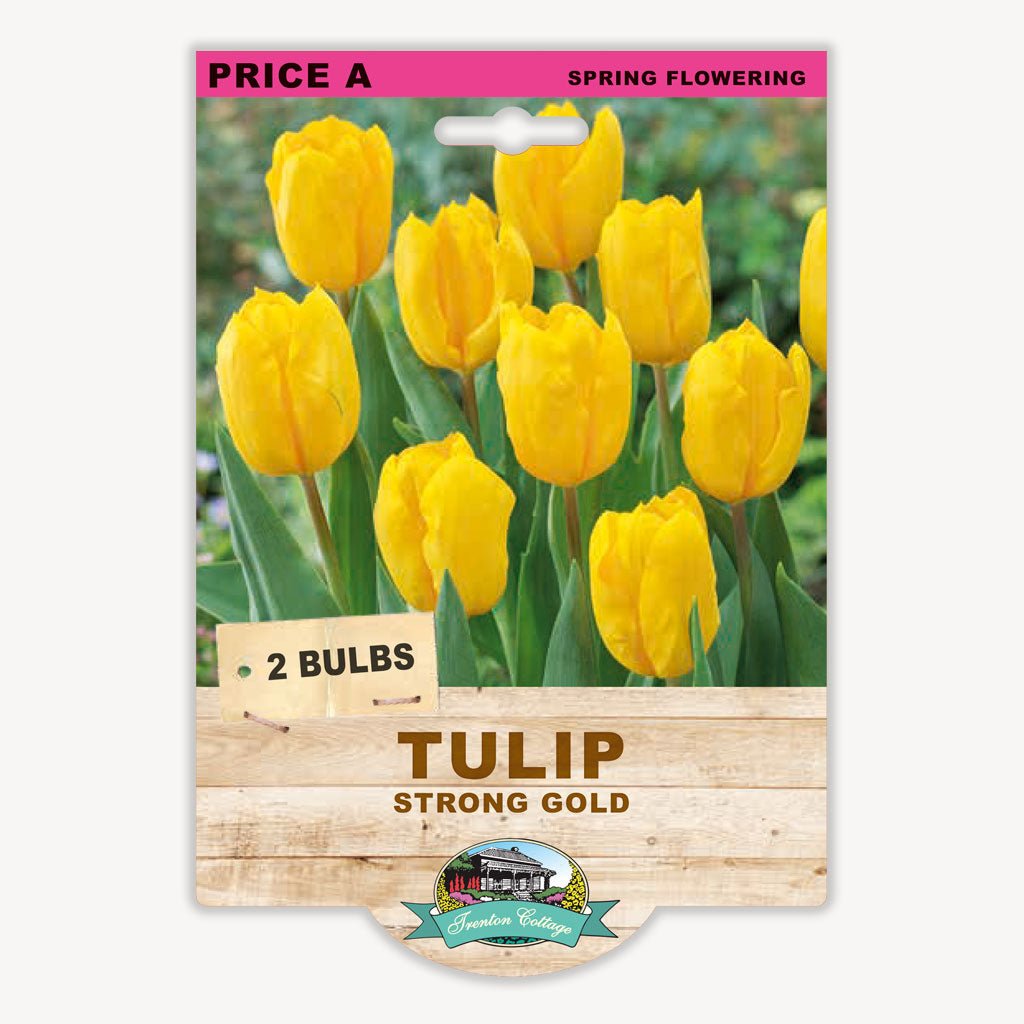 Tulip Strong Gold (Pack of 2 Bulbs) - Happy Valley Seeds