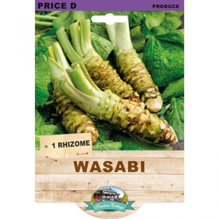 Wasabi Rhizome (TC) - Happy Valley Seeds