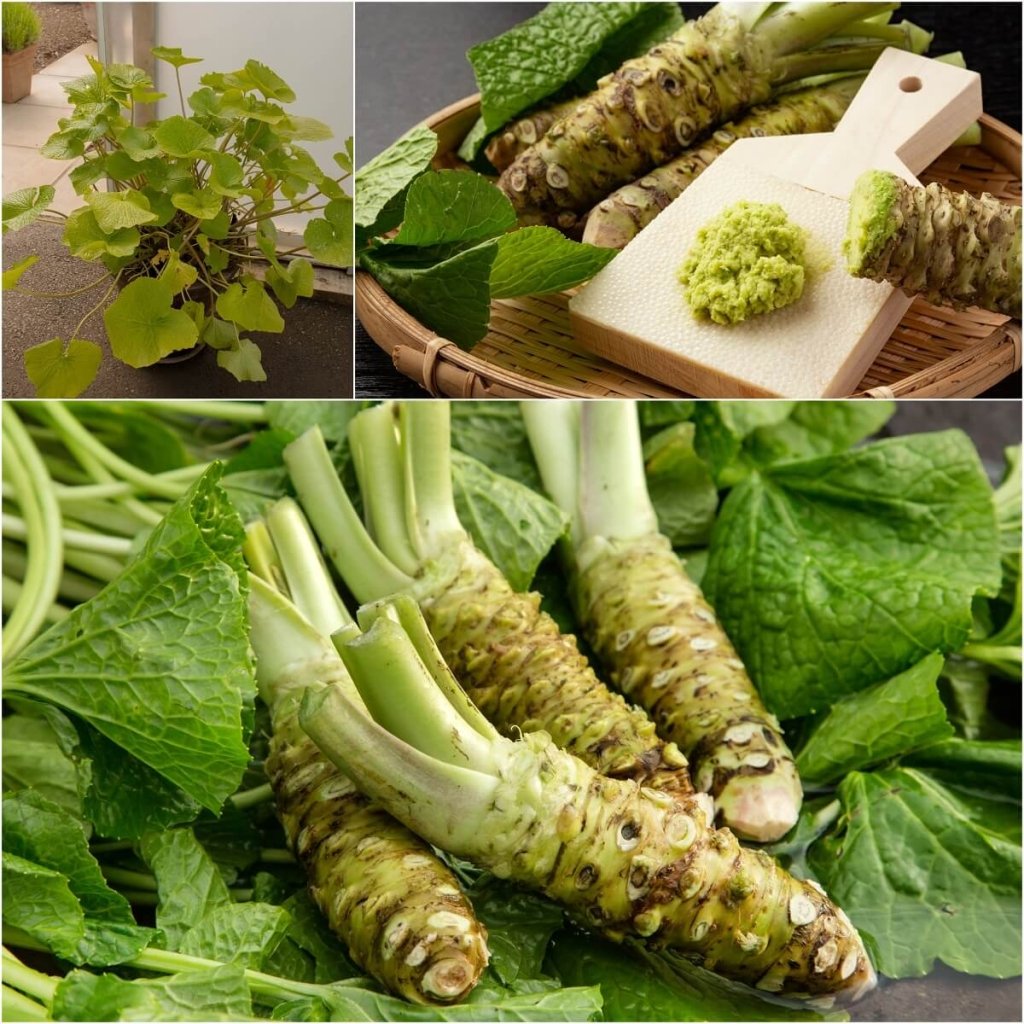Wasabi Rhizome (TC) - Happy Valley Seeds