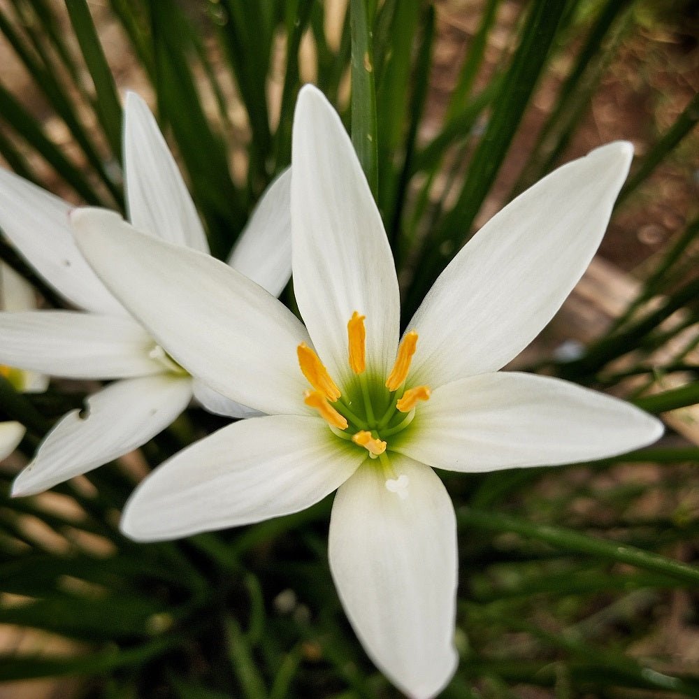 Zephyranthes - Autumn Snowflakes (Pack of 5 Bulbs) - Happy Valley Seeds