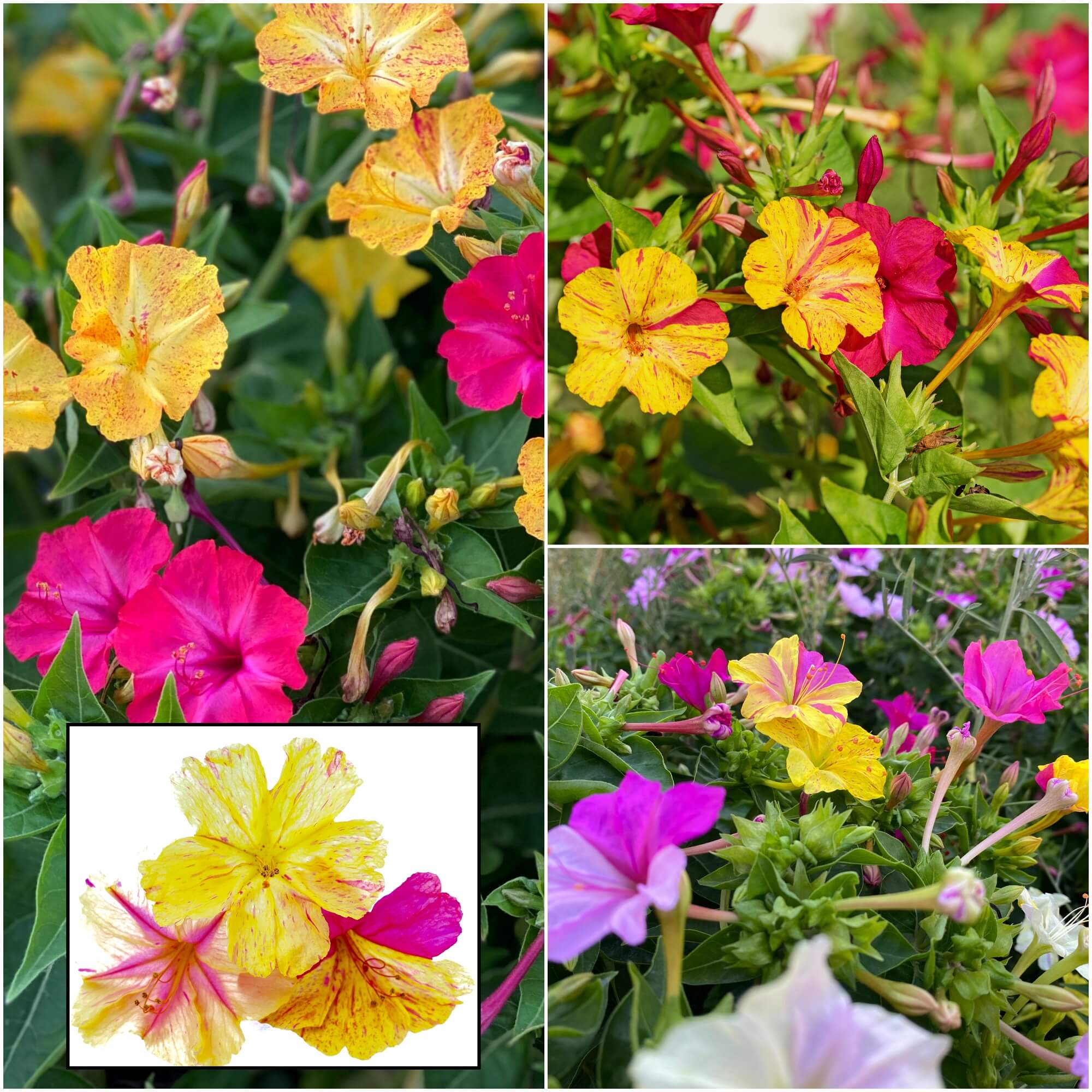 Four O'Clocks - Tall Mix seeds