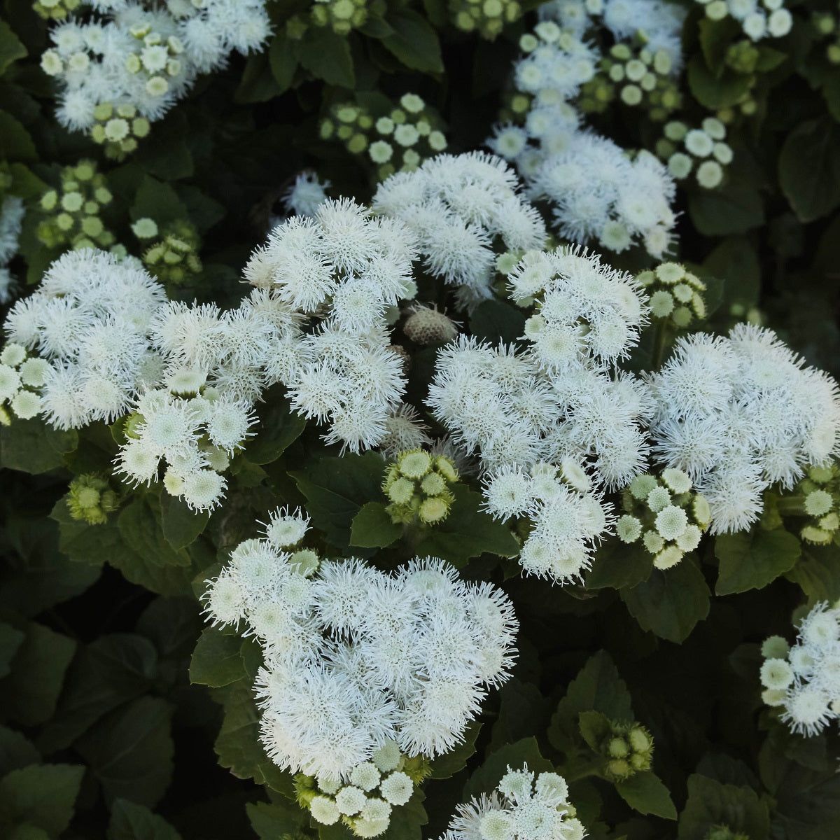 Ageratum - Ball White seeds