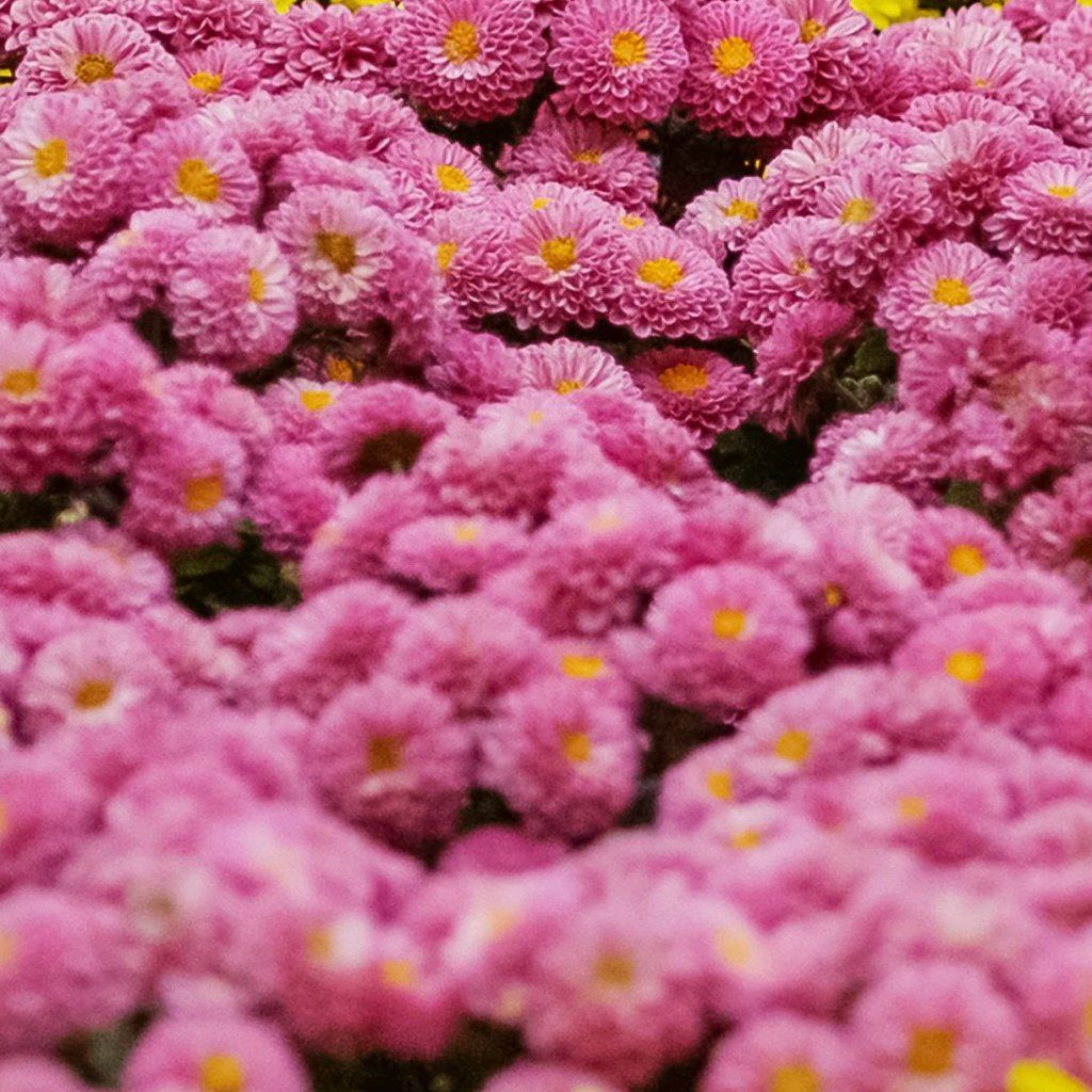 Ageratum - Red Flint seeds - Happy Valley Seeds