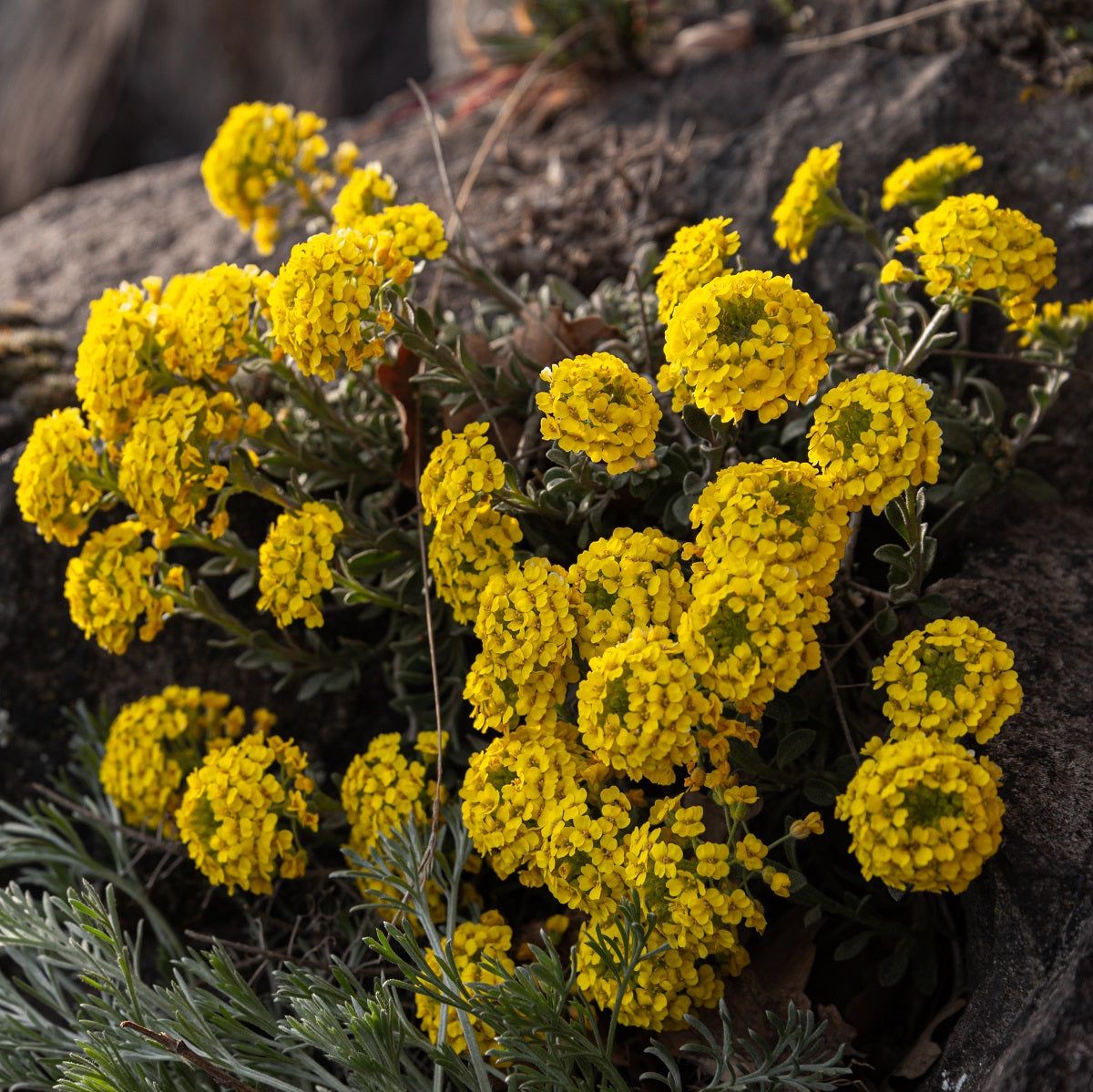 Alyssum - Mountain Gold seeds