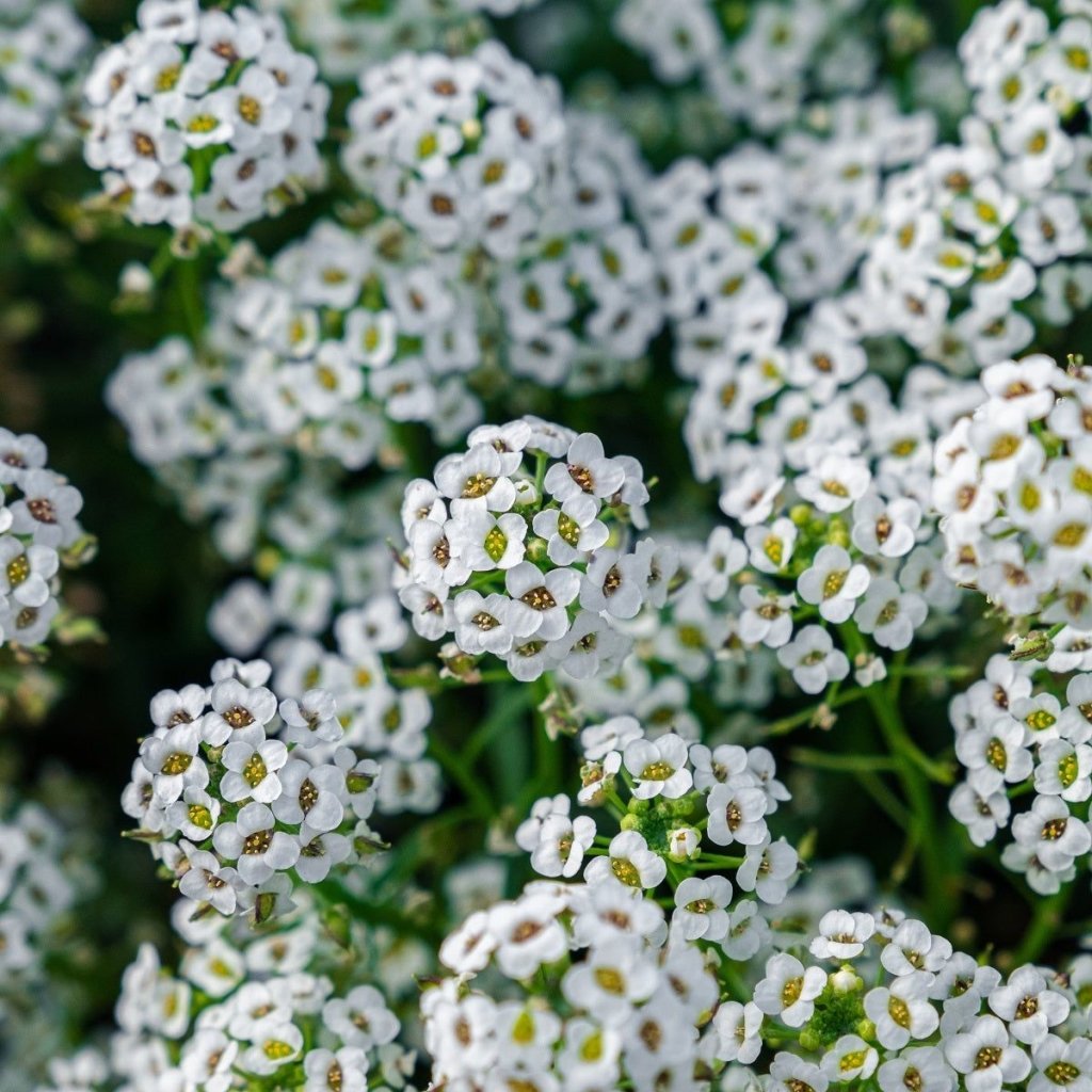 Alyssum - New Carpet of Snow seeds - Happy Valley Seeds
