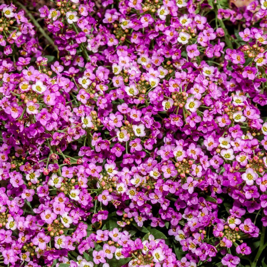 Alyssum - Rosie O'Day seeds - Happy Valley Seeds