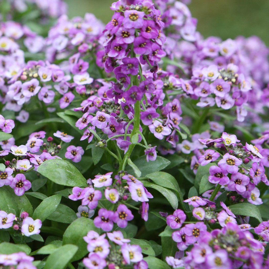 Alyssum - Royal Carpet seeds