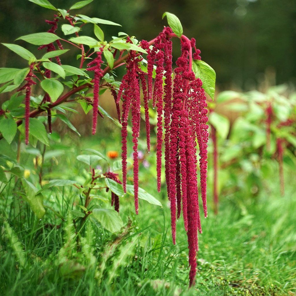 Amaranth - Caudatus Red seeds