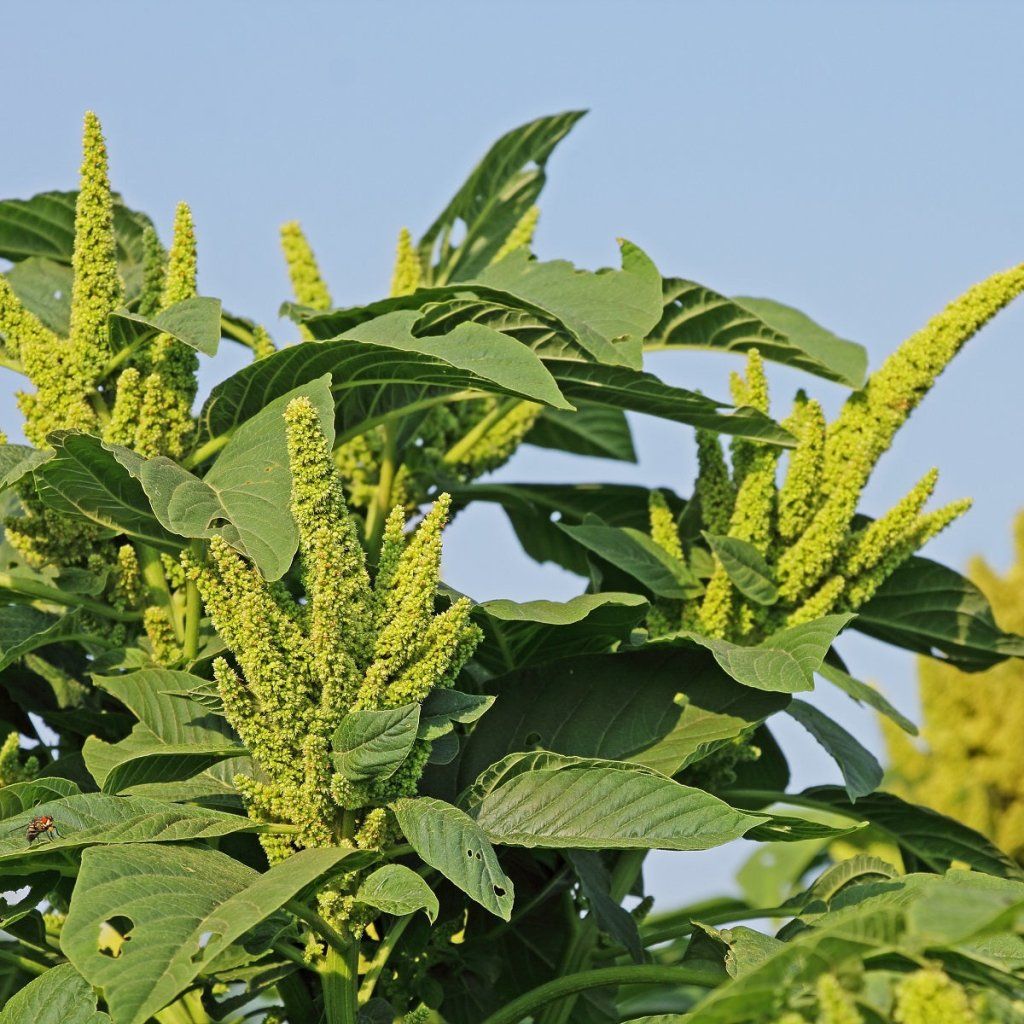 Amaranth - Caudatus Viridus Green seeds