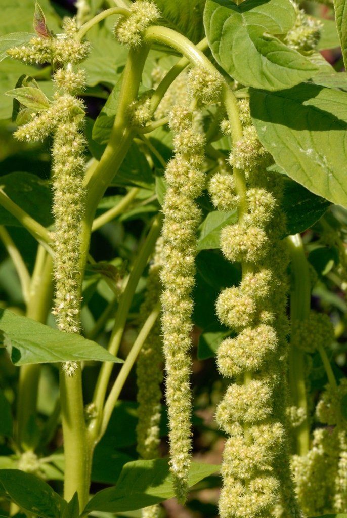 Amaranth - Caudatus Viridus Green seeds