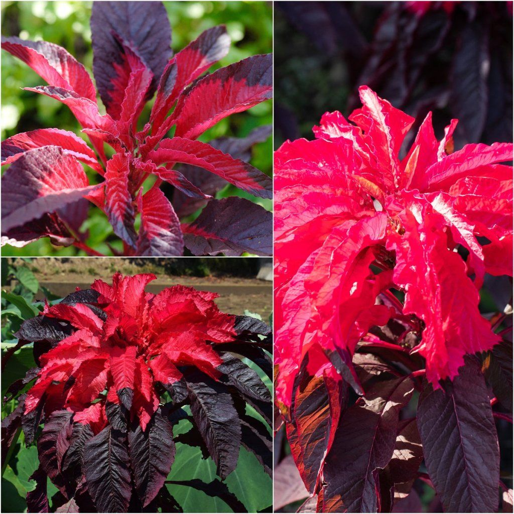 Amaranth - Early Splendour seeds - Happy Valley Seeds