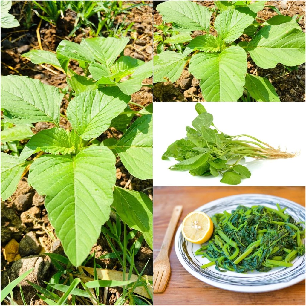 Amaranth - Green Leaf seeds - Happy Valley Seeds