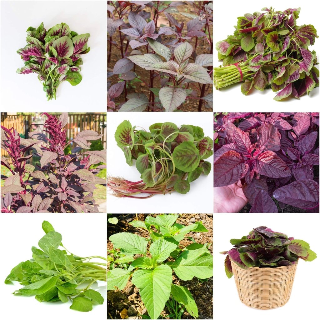 Amaranth - Heirloom Mix seeds - Happy Valley Seeds