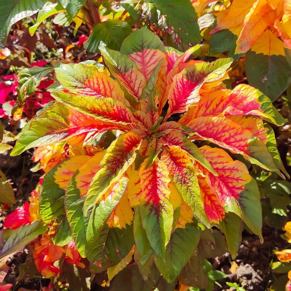 Amaranth - Illumination seeds