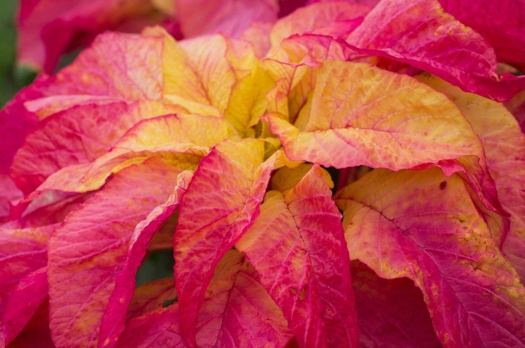 Amaranth - Illumination seeds