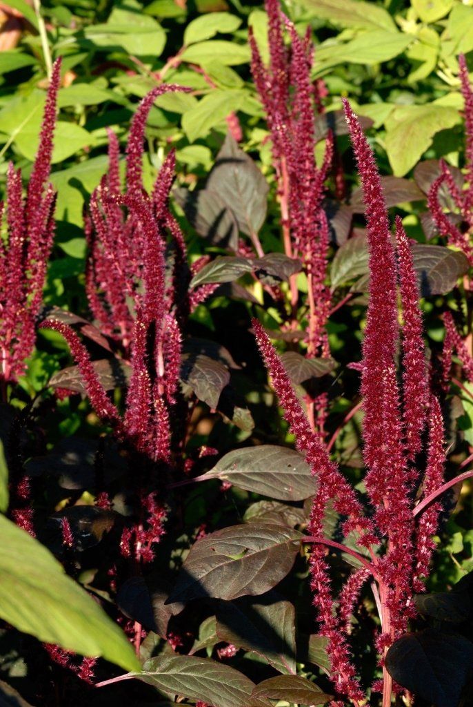 Amaranth - Oeschberg seeds