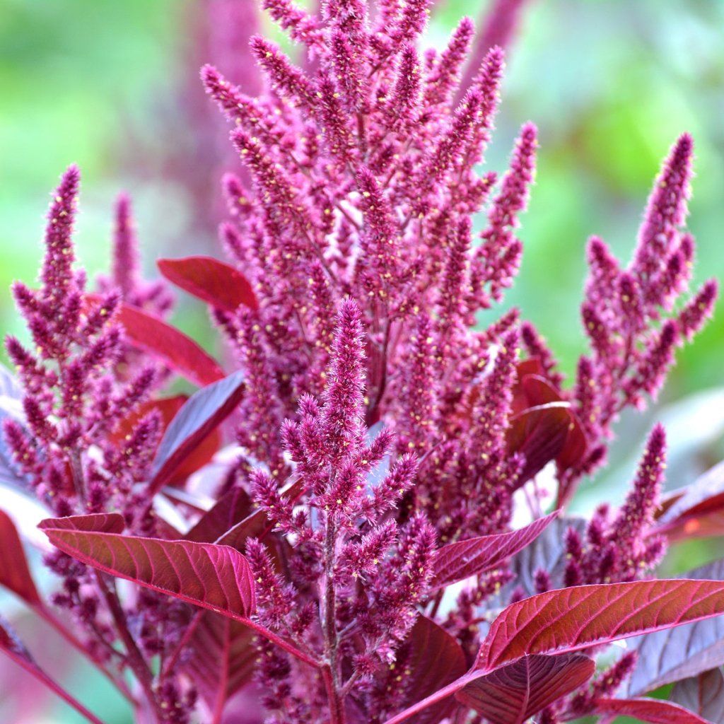 Amaranth - Pygmy Torch seeds