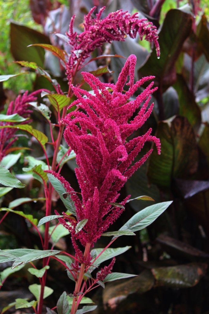 Amaranth - Pygmy Torch seeds