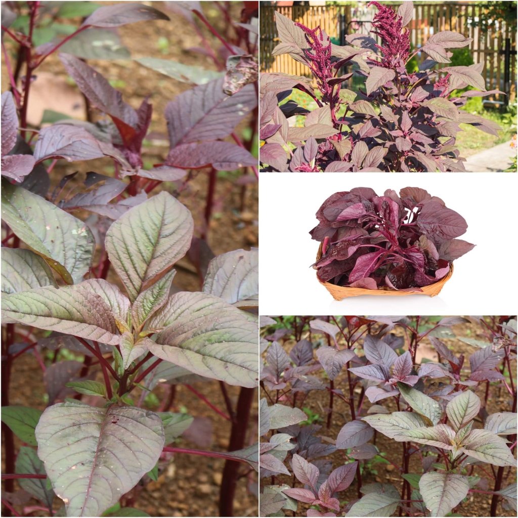 Amaranth - Red Garnet seeds - Happy Valley Seeds