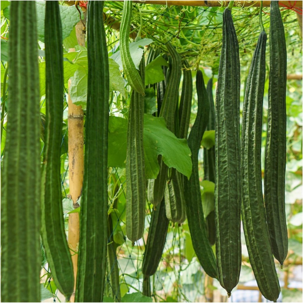 Angled Luffa Gourd - Long Green seeds - Happy Valley Seeds