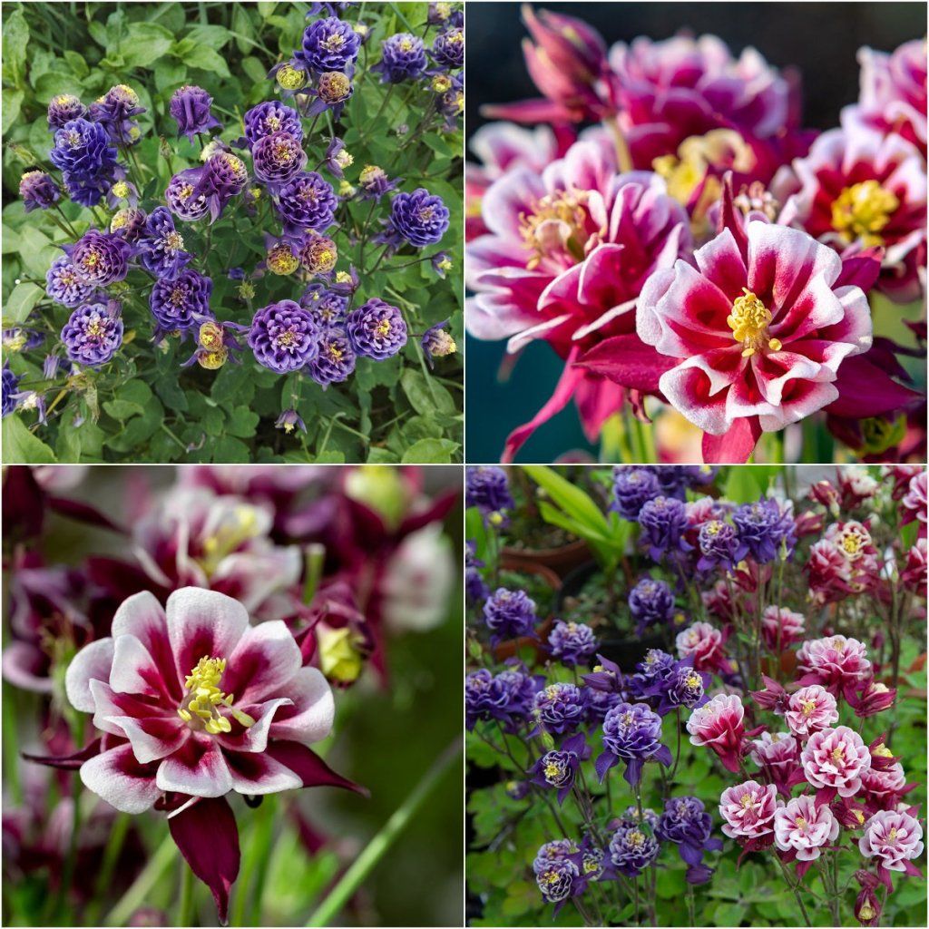 Aquilegia - Double Flowered Mix seeds