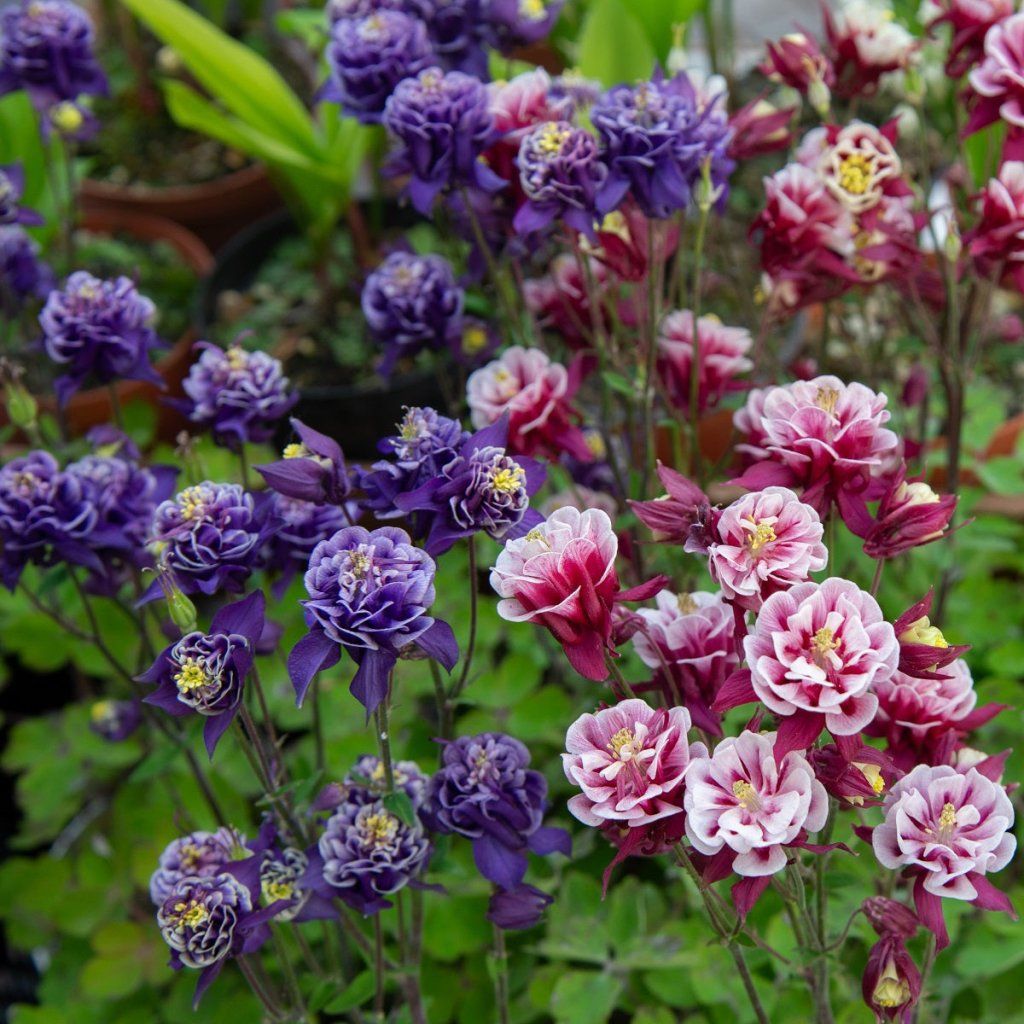 Aquilegia - Double Flowered Mix seeds