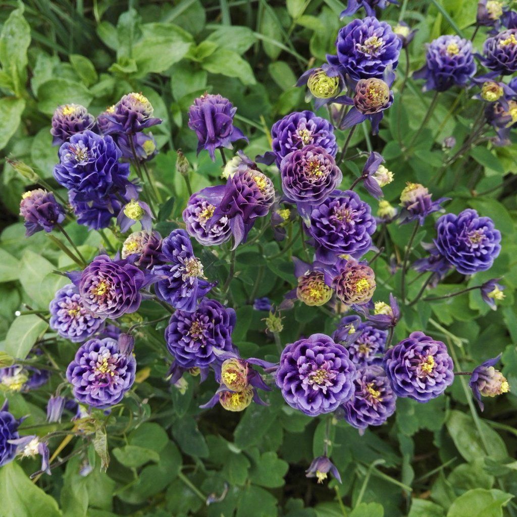 Aquilegia - Double Flowered Mix seeds