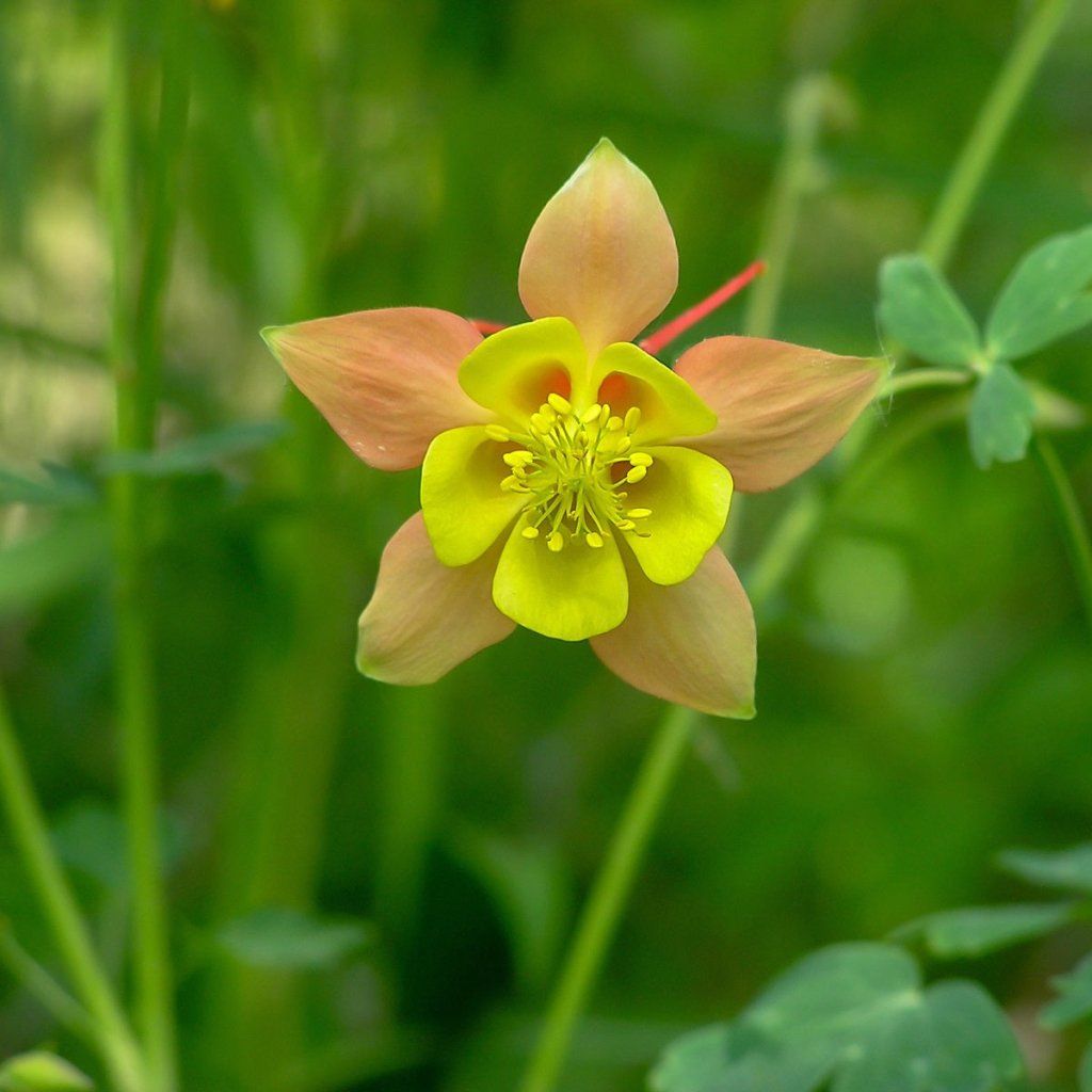 Aquilegia - Mckana Giants Mixed seeds - Happy Valley Seeds