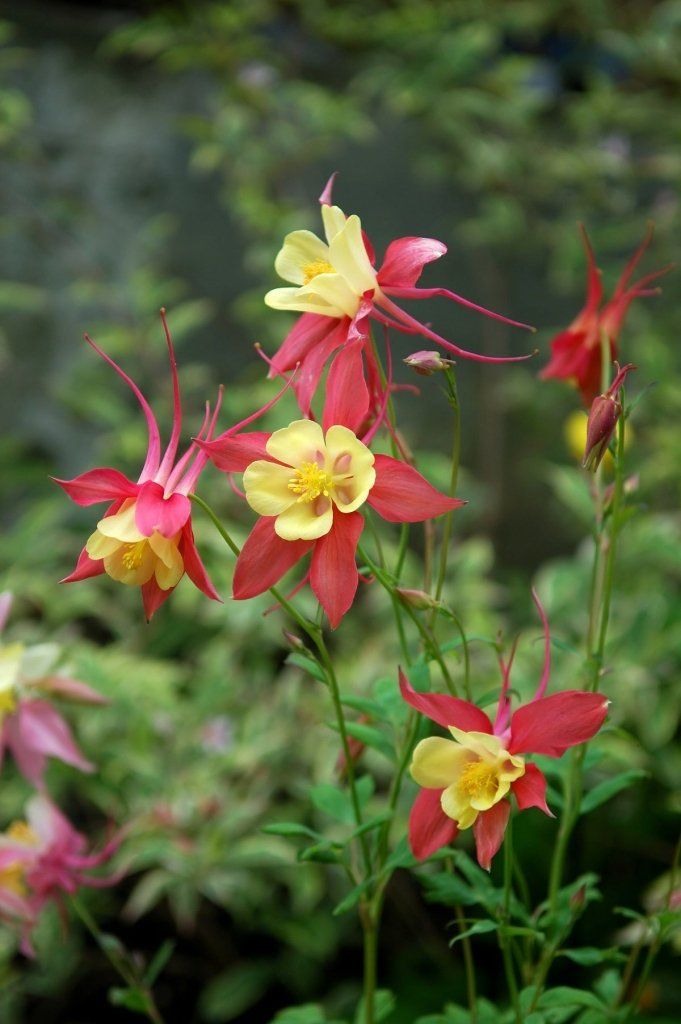Aquilegia - Mckana Giants Mixed seeds - Happy Valley Seeds