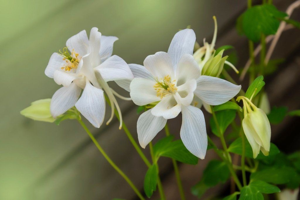 Aquilegia - Mckana Giants Mixed seeds - Happy Valley Seeds
