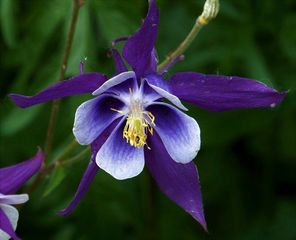 Aquilegia - Mckana Giants Mixed seeds - Happy Valley Seeds