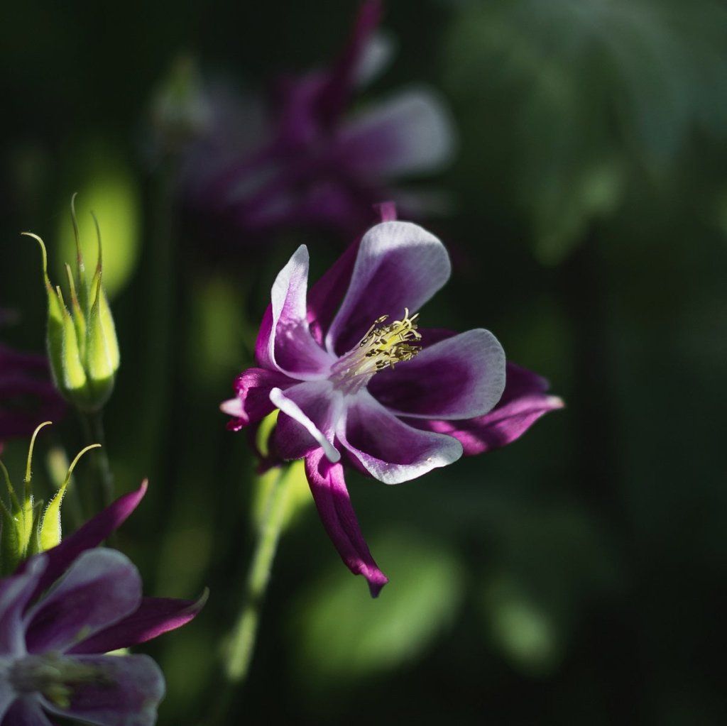 Aquilegia - Mckana Giants Mixed seeds - Happy Valley Seeds