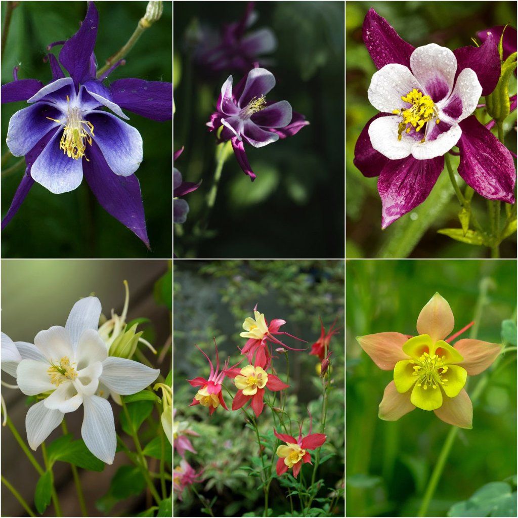 Aquilegia - Mckana Giants Mixed seeds