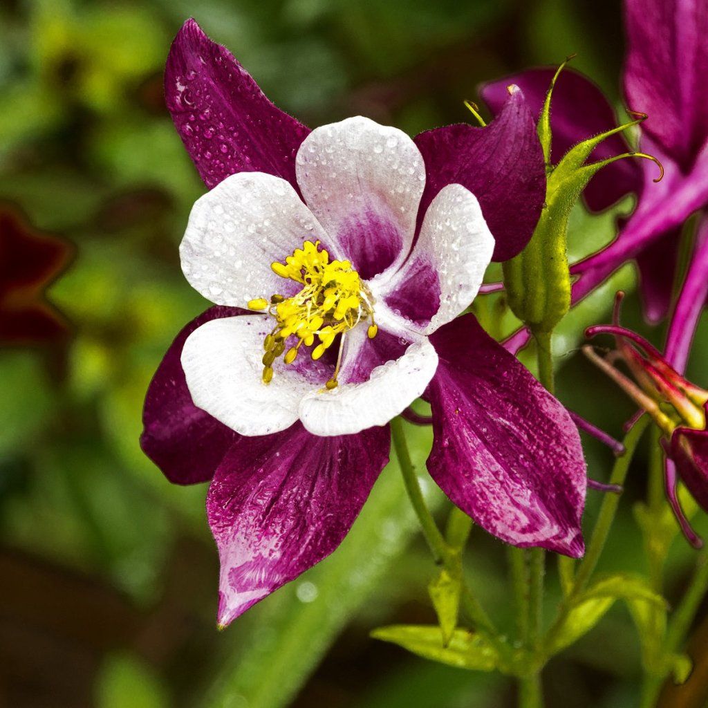 Aquilegia - Mckana Giants Mixed seeds