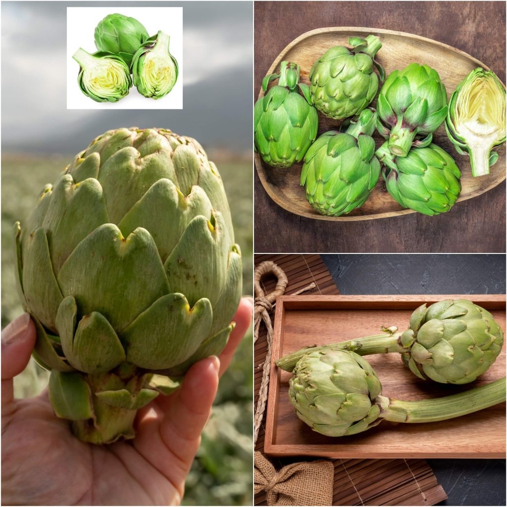 Artichoke - Green Globe seeds - Happy Valley Seeds