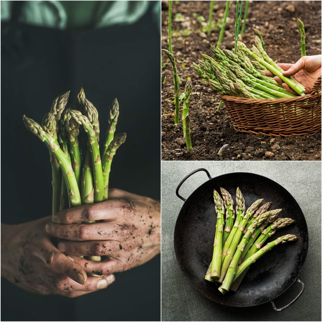 Asparagus - Connover's Colossal seeds - Happy Valley Seeds