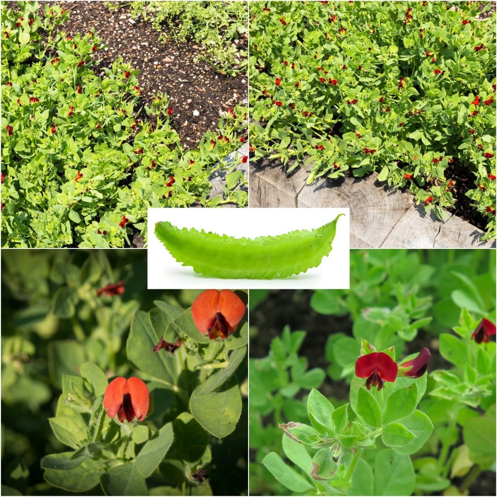 Asparagus Pea seeds